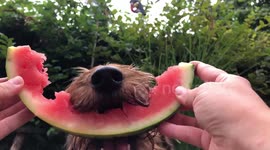Luna the dog has found the perfect way to cool down in the heatwave