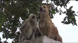 Dog and monkey