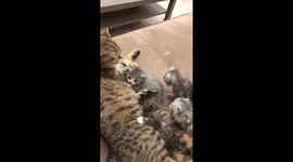 Cute Kittens Feeding From Mother