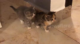 Kittens Fighting