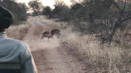 Leopard interrupts two fighting impala