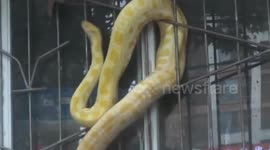 石家庄街头惊现大蟒蛇!长近3米盘踞在窗户上