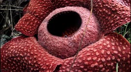 Rare Indonesian flower captured in bloom