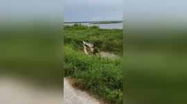 Alligator devours one of its own in Florida lake