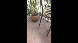 Volcanic Ash covers patio - June 4th, 2018