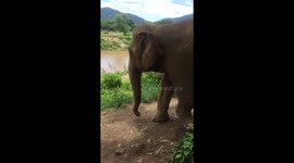 Elderly Elephant walking to river