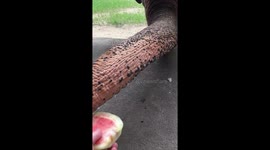 Feed Elephant