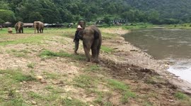 Elephant getting tickled