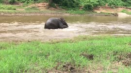 Young elephants playing in water