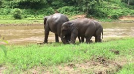 Elephants play in river