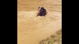 Elephant Enjoying water