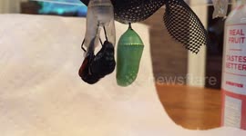 Monarch butterfly emerges from chrysalis