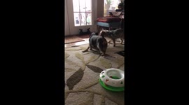 Dogs vs Kitten