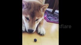 Puppy perplexed upon seeing for her first blueberry