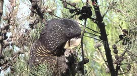 Stunning head study - female Red-tailed Black Cockatoo female eating a woody fruit