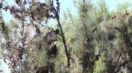 A female Red-tailed Black Cockatoo eating a woody Sheoak fruit – whole bird