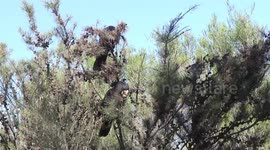 A pair of beautiful Red-tailed Black Cockatoos – a lovely sight