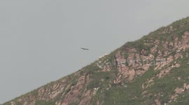 Griffon Vultures in Switzerland