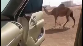 Man parodies 'In my feelings' meme with Drake-loving camel
