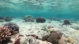 Exploring the beauty of the Red Sea off coast of Jeddah