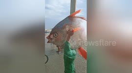 Filipino fisherman carries giant moonfish ashore