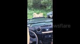 Lion gets too close for comfort during a safari in Kruger National Park
