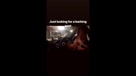 Dog driving car
