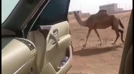 Newsflare Edit - Man parodies 'In my feelings' meme with Drake-loving camel