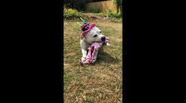 Dog in small hat opening birthday present