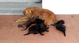 Female dog breast feeding to its puppies