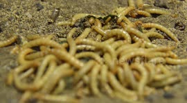 Maggots on the soils