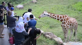 Travelers feeding food to the giraffes