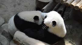 Panda Animals Playing in the Zoo
