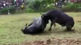 great moment with only one head buffalo opponent killed