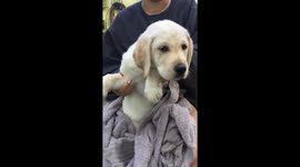 Adorable puppy accepts Drake’s #InMyFeelingsChallenge