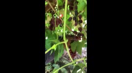 Cómo se trabaja la uva