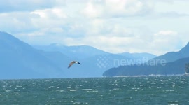 Bald Eagle over the Douglas Channel - Kitimaat