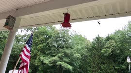 Hummingbirds in slow motion