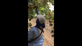 video chistoso de la flor del quihu