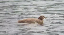 Baby loon on lakelse lake in northern bc