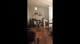 Dog only walks backward