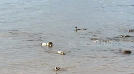 Nursery of baby mergansers hunting a school of fish