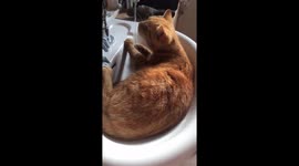 How to keep cool by Pumpkin… https://t.co/5Rhj6UpWk0