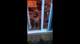 Dog doesn’t realize door is open ????