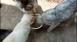 03 Cats eating food together