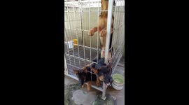 Dogs in cage: 'We want to be free!'