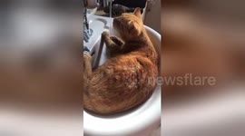 Newsflare Edit - How to keep cool by Pumpkin… https://t.co/5Rhj6UpWk0