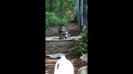 Wild racoon watching and eating