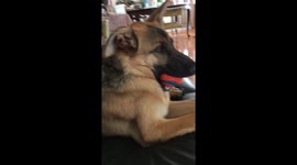 Adorable dog falls asleep with ball still in her mouth