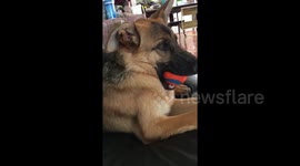 Adorable dog falls asleep with ball still in her mouth